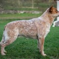 FIRE OF PHOENIX CARPATHIAN DINGO