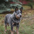 ARLEN RUS EMPRESS IN BLUE