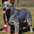 WAZWALLABY DAMAGE CONTROL