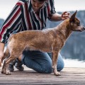 VALLESANTA RANCH ACD ANNIE OAKLEY