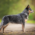 BRANDY ACD AND BULL CHERRIES