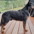 WAZWALLABY LEGACY OF THE FREE