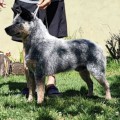 ZORZAL WEINHOUND