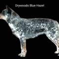 DRYWOODS BLUE HAZEL