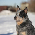 GREAT GARDARIKA NIKNAME BLUE REY STAR GREAT GARDARIKA NIKNAME BLUE REY STAR