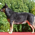 IMAGINE PERFECT CARPATHIAN DINGO