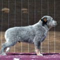 MY ARKESTONE WARRIGAL PAWS
