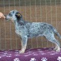 MYSTERIOUS TOM WARRIGAL PAWS
