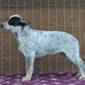 MELLON IS FROM WARRIGAL PAWS