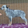 MITHRIL IS RARE WARRIGAL PAWS