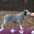 MELODY OF AINUR WARRIGAL PAWS