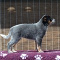 MOONLIGHTS GEM WARRIGAL PAWS