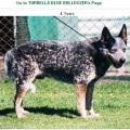 TURRELLA BLUE BULLDOZER