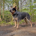 BIDZIIL WARRIGAL PAWS