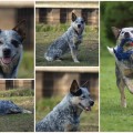 GIGYAGO WARRIGAL PAWS