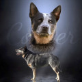 FORELANDS GREATFUL COOPER FORELANDS GREATFUL COOPER