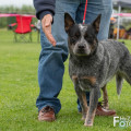 VALLESANTA RANCH ACD JACKIE BROWN