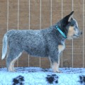 NIMRODEL WARRIGAL PAWS