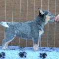 NIENNA WARRIGAL PAWS