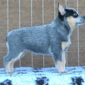 NENYA WARRIGAL PAWS