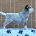 NAHAR WARRIGAL PAWS
