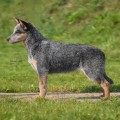 KOMBINALONG NALA IS SUPER KOMBINALONG NALA IS SUPER
