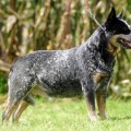 TATANKA ACD TOKIO EMMA TATANKA ACD TOKIO EMMA