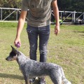 VTH TATANKA ACD LAISHA VTH TATANKA ACD LAISHA