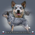 BLACK STRANGER ELECTRA BLACK STRANGER ELECTRA