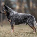 HAKAN WARRIGAL PAWS