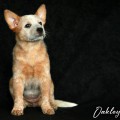 OAKLEY DINGO DUST OAKLEY DINGO DUST