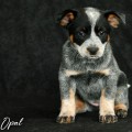 OPAL DINGO DUST OPAL DINGO DUST