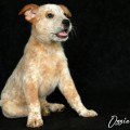 OZZIE DINGO DUST OZZIE DINGO DUST