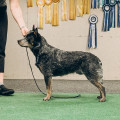 CRAZY HEELER'S WANTED DEAD OR ALIVE CRAZY HEELER'S WANTED DEAD OR ALIVE