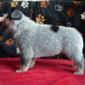 NANDI OD DORRINKY NANDI OD DORRINKY