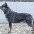JACKPOT CARPATHIAN DINGO