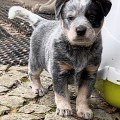 BRAVE BRUNA BILLABONG HEELER