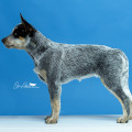 CHRISTINA LOYAL BRAVE TRUE OZI HOME CHRISTINA LOYAL BRAVE TRUE OZI HOME