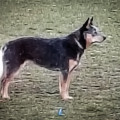 ESPERANZA ACD THOMSKI