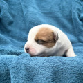 CATCHY COEN BILLABONG HEELER