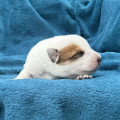 CRYSTALLINE COOBA BILLABONG HEELER