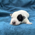 CUDDLY COROWA BILLABONG HEELER