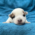 COSMIC CHIPPIAH BILLABONG HEELER