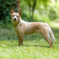 CELESTIAL CALLISTA BILLABONG HEELER