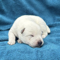 COURAGEOUS CYRILL BILLABONG HEELER