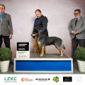 PAYE CINNAMO AUSSIE BLUE