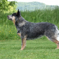 QUIRINDI BLUE CIDABRO QUIRINDI BLUE CIDABRO