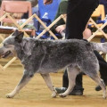 GCH PINFIRE'S BULL OUT OF HARNESS PT CGC