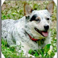 DRYWOOD'S HEAVEN HELP US ALL PT CGC