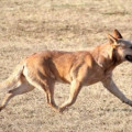 GCH CLARJOS TWISTED GOLDEN FIDDLE RI CD HSAC ROM